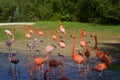 Pink flamingoes in X-Caret park Royalty Free Stock Photo