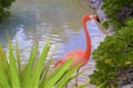 Pink flamingoes in X-Caret park