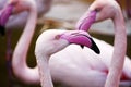 Pink flamingos Royalty Free Stock Photo