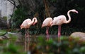 Pink Flamingos Royalty Free Stock Photo