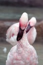 Pink flamingos Royalty Free Stock Photo