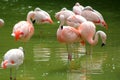 Pink flamingos Royalty Free Stock Photo
