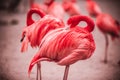 Pink flamingos against green background