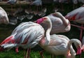 Pink flamingos against green background. Pinked beaked white Flamingo