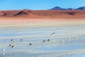 Altiplanic Laguna, Salty Lake, with flamingos, among the most important travel destination in Bolivia Royalty Free Stock Photo