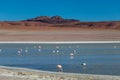 Altiplanic Laguna, Salty Lake, with flamingos, among the most important travel destination in Bolivia Royalty Free Stock Photo