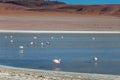 Altiplanic Laguna, Salty Lake, with flamingos, among the most important travel destination in Bolivia Royalty Free Stock Photo