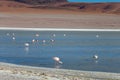 Altiplanic Laguna, Salty Lake, with flamingos, among the most important travel destination in Bolivia Royalty Free Stock Photo