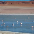 Altiplanic Laguna, Salty Lake, with flamingos, among the most important travel destination in Bolivia Royalty Free Stock Photo