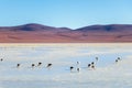 Altiplanic Laguna, Salty Lake, with flamingos, among the most important travel destination in Bolivia Royalty Free Stock Photo