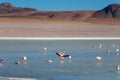 Altiplanic Laguna, Salty Lake, with flamingos, among the most important travel destination in Bolivia Royalty Free Stock Photo