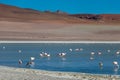 Altiplanic Laguna, Salty Lake, with flamingos, among the most important travel destination in Bolivia Royalty Free Stock Photo