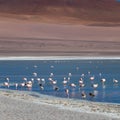 Altiplanic Laguna, Salty Lake, with flamingos, among the most important travel destination in Bolivia Royalty Free Stock Photo