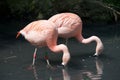 Pink flamingos, animal, bird, sky,