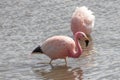 Pink Flamingos Atacama Desert Putana River