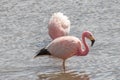 Pink Flamingos Atacama Desert Putana River