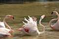 Pink flamingos bathing and mating in Camargue