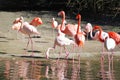 Pink flamingos at the beach Royalty Free Stock Photo