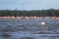 Pink flamingos at bigi pan