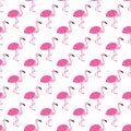 Pink flamingos birds summer seamless pattern. Vector illustration