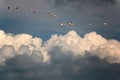 Pink flamingos in blue sky above white clouds