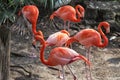 Pink flamingos at Busch Gardens in Tampa Florida