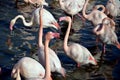 Pink flamingos in Camargue, France Royalty Free Stock Photo