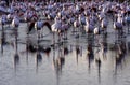 Pink Flamingos , Camargue, France Royalty Free Stock Photo