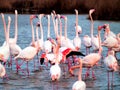 Pink flamingos Camargue National Park, France