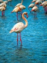 Pink flamingos Camargue National Park, France Royalty Free Stock Photo