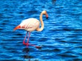 Pink flamingos Camargue National Park, France Royalty Free Stock Photo