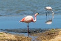 Pink flamingos at Canapa Lagoon, in Bolivia