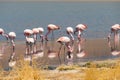 Pink flamingos at Canapa Lagoon, in Bolivia