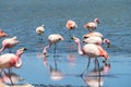 Pink flamingos at Canapa Lagoon, in Bolivia