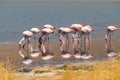 Pink flamingos at Canapa Lagoon, in Bolivia