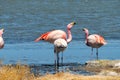 Pink flamingos at Canapa Lagoon, in Bolivia