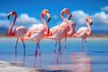 Pink flamingos in the caribbean sea, Camargue, France, Group birds of pink african flamingos walking around the blue lagoon on a