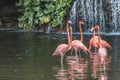 Pink flamingos with cascading waterfall in a zoo