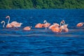 Pink flamingos in Celestun, Mexico