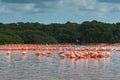 Pink flamingos in Celestun