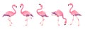 Pink flamingos. Cute flamingo animal exotic nature wild fauna zoo bird beak plumage legs tropical african beach art Royalty Free Stock Photo