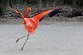 Pink flamingos dancing. Royalty Free Stock Photo