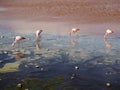 Pink Flamingos drinking in a blue pond