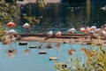 Pink flamingos and ducks live in a reservoir in the city zoo. Moscow, Russia, July 2020