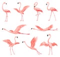 Pink flamingos. Exotic tropical birds characters. Isolated wildlife animals set. Nature wild fauna. Cute african birds Royalty Free Stock Photo