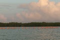 Pink flamingos family at dawn