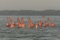 Pink flamingos family at dawn