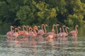 Pink flamingos family at dawn