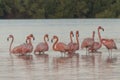 Pink flamingos family at dawn