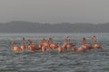 Pink flamingos family at dawn